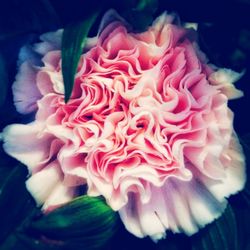 Close-up of pink rose