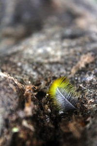 Close-up of snail