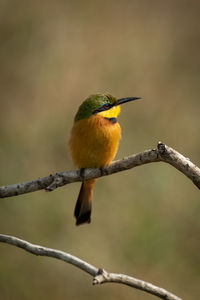 Little bee-eater perched on branch facing right