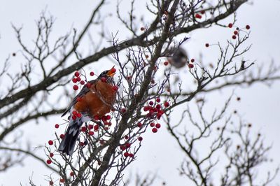 Close-up of bird perching on tree during winter