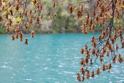 Close-up of tree with leaves in lake