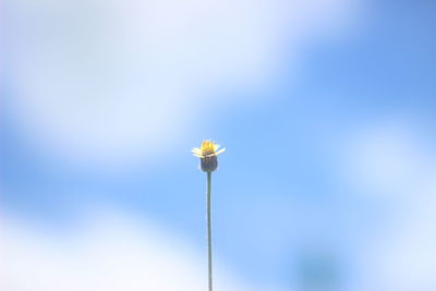 Low angle view of flowering plant against blue sky