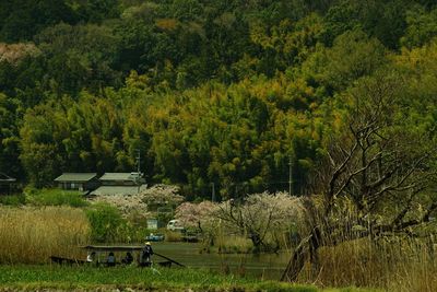 A rowing boat on nishinoko lake at cherry blossom season