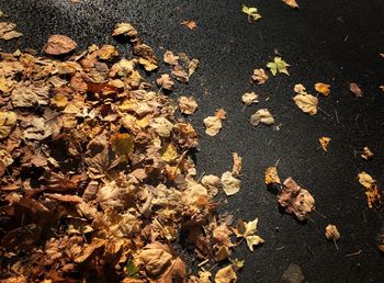 Leaves on ground