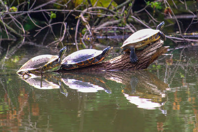 Close-up of turtle in a lake