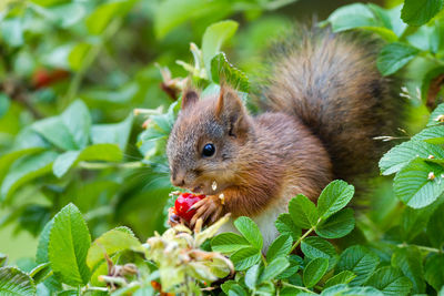 Close-up of squirrel eating plant