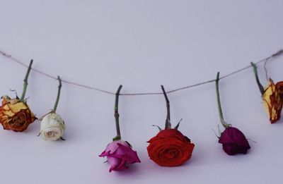 Close-up of roses against white background