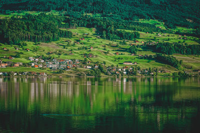 Scenic view of lake by trees and plants