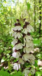 Close-up of leaves on tree in forest
