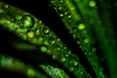 Close-up of raindrops on leaves