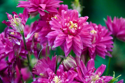 Close-up of pink flowering plants