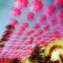 Low angle view of pink flowers