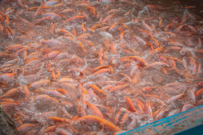 Fish swimming in sea