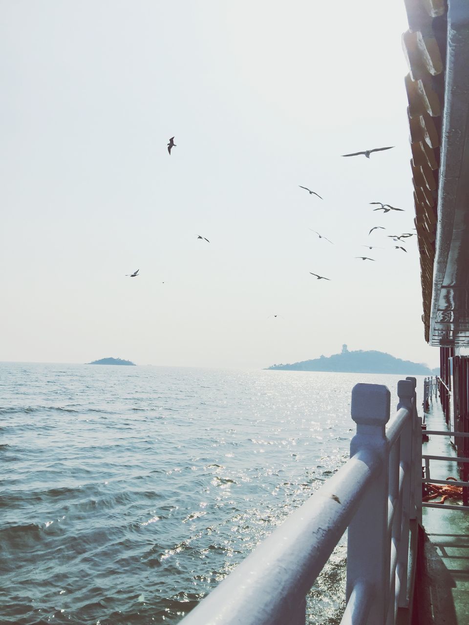 flying, sea, bird, water, horizon over water, animal themes, clear sky, real people, sky, animals in the wild, nature, outdoors, day, leisure activity, scenics, beauty in nature, one person, human hand