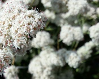 Close-up of pink flowers