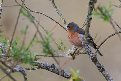 Close-up of bird perching on branch