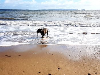 Dog on beach by sea against sky