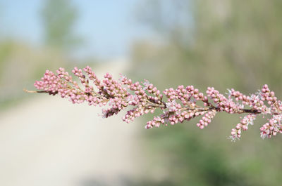 Close-up of pink flowers