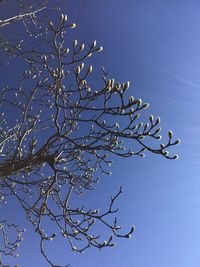 Low angle view of flowering plant against blue sky