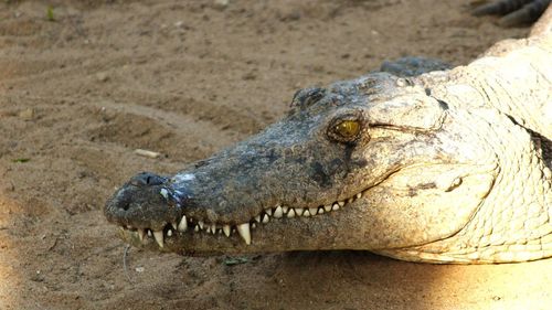 Close-up of crocodile on sand