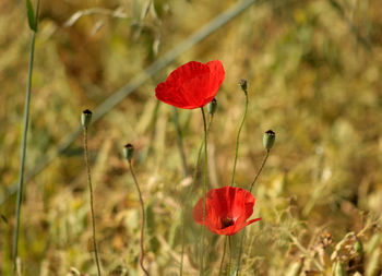 Red poppy blooming on field