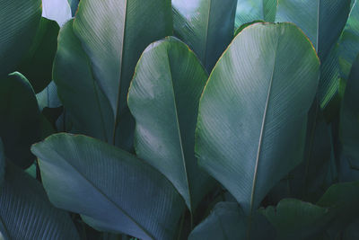 Full frame shot of leaves