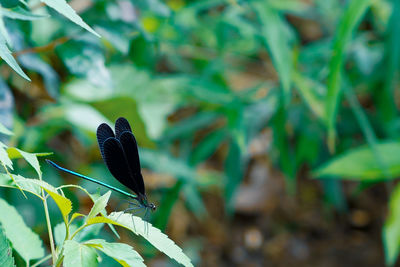 Close-up of butterfly on leaf