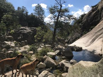 View of sheep on rock