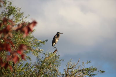 Bird perching on plant against sky