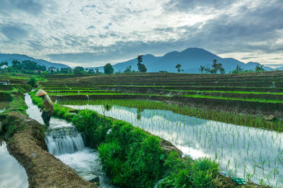 environment