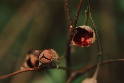 Close-up of fresh plant