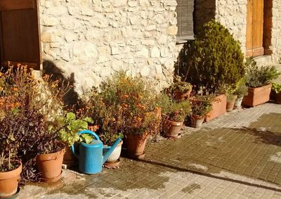 Potted plants outside house