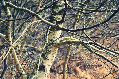 Low angle view of trees in forest