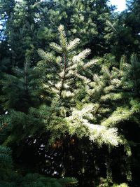 Close-up of plants growing in forest