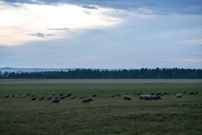 Flock of sheep on grassy field against sky