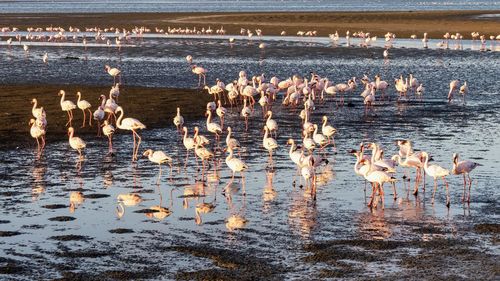 A large flock of pink flamingos in walviis bay