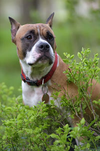 Dog in a field