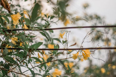 Low angle view of plant against blurred background