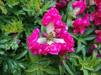 Close-up of wet flowers blooming outdoors