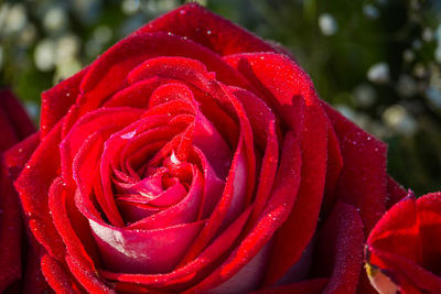 Close-up of red rose