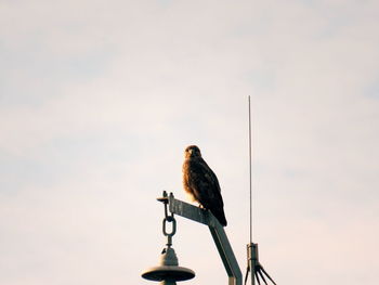 Low angle view of eagle perching on pole against sky