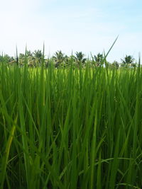 Crops growing on field against sky