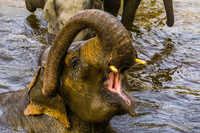 View of turtle drinking water