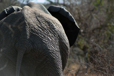 Close-up of elephant