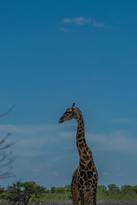 View of bird against sky