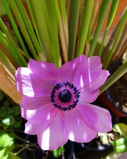 Close-up of pink flower