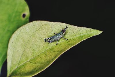 Close-up of insect on leaf