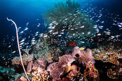 Close-up of fish swimming in sea
