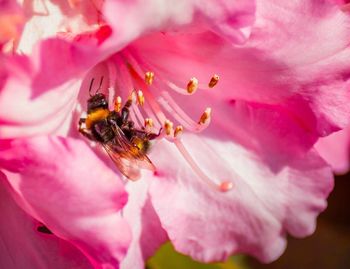 Close-up of bee on pink flower