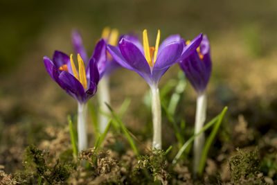 Close-up of purple crocus flowers on field